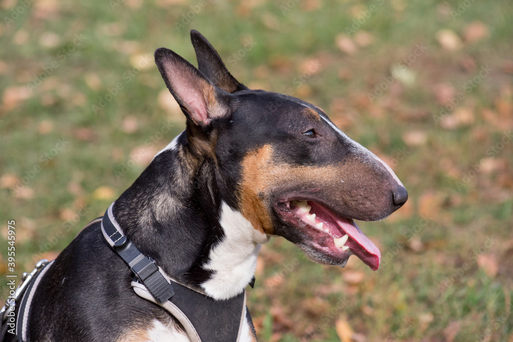 Portrait of cute miniature bull terrier. Close up. Two years old. Pet animals.