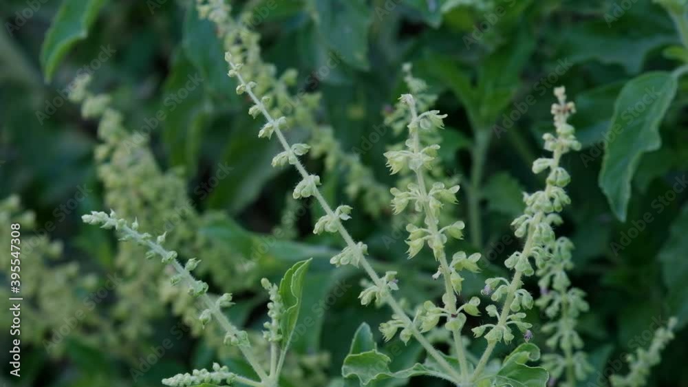 Thai basil or sweet basil, Basil leaf. native to Southeast Asia, its