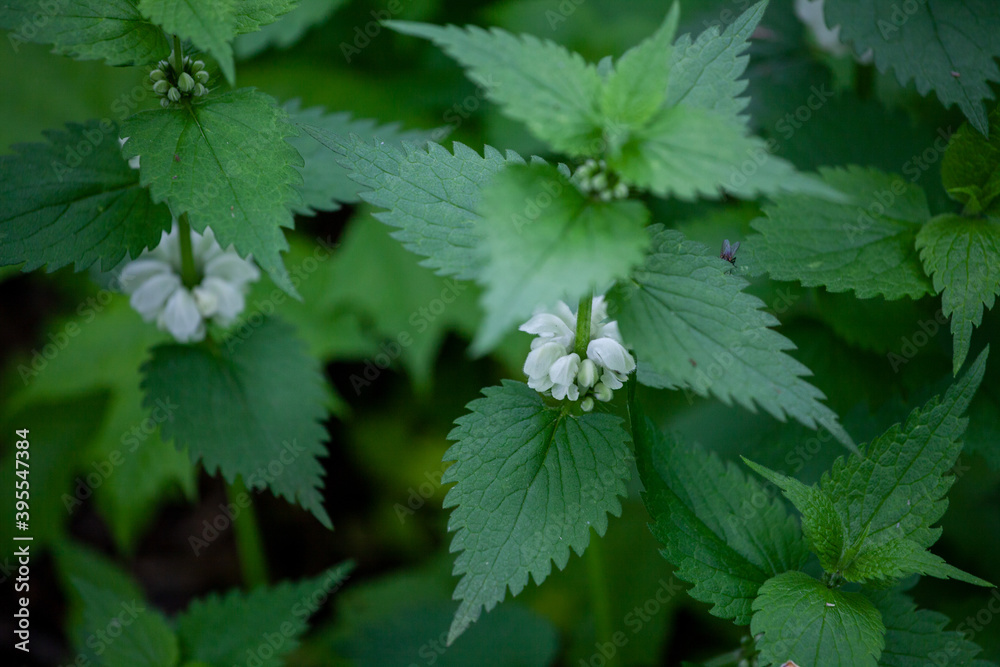 Lamium album, commonly called white nettle or white dead-nettle, is a flowering plant in the family Lamiaceae. Lamium album, commonly called white nettle or white dead-nettle, is a flowering plant in the family Lamiaceae.