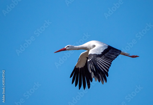 Obraz na płótnie White Stork, Ciconia ciconia w salonie