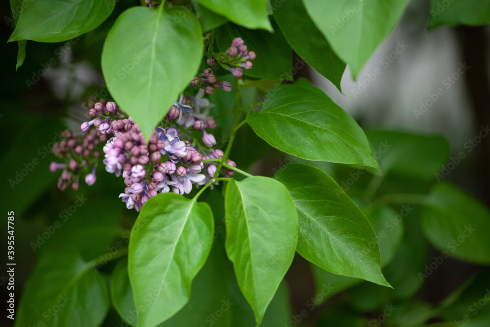 Syringa is a genus of 12 currently recognized species of flowering woody plants in the olive family, native to woodland and scrub. Syringa is a genus of 12 currently recognized species of flowering woody plants in the olive family, native to woodland and scrub.