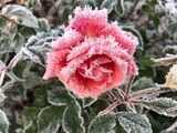 red rose in snow