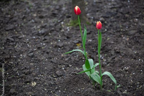 Tulips form a genus of spring-blooming perennial herbaceous bulbiferous geophytes.