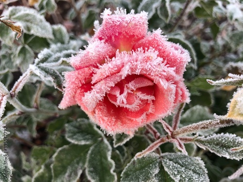 red rose in snow