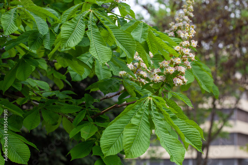 Aesculus hippocastanum, the horse chestnut, is a species of flowering plant in the soapberry and lychee family Sapindaceae. It is a large deciduous, synoecious tree. 