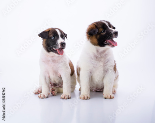 Fototapeta Naklejka Na Ścianę i Meble -  Two puppies with a white and brown coat are healthy and strong, with soft hair on a white background.