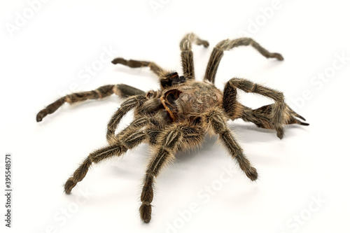 Tarantula. Shaggy skin of a tarantula. Close-up. The spider shed its skin. Spider hairy paws. The severed legs of a predatory spider. White background. Isolate. Spider lost the battle