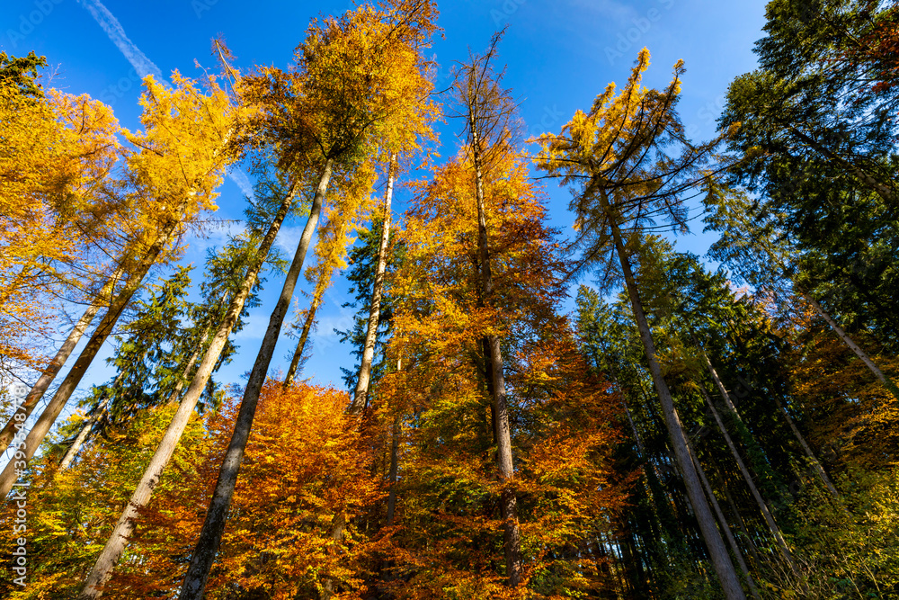Fototapeta premium mischwald im herbst