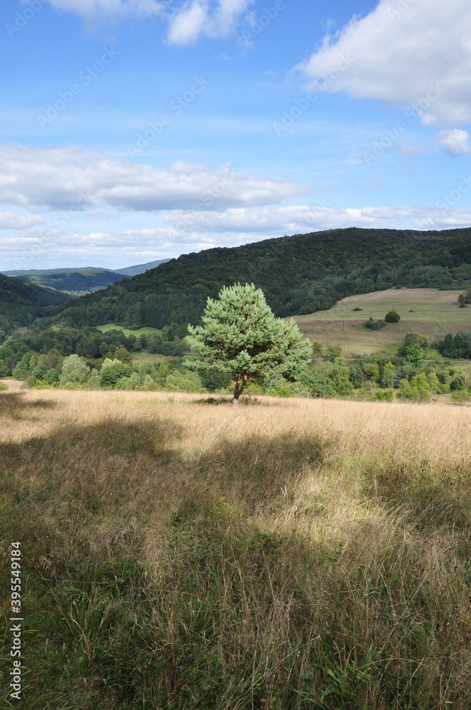 Letni pejzaż z drzewem w górach. Summer mountain landscape with wood. (Beskid Niski)
