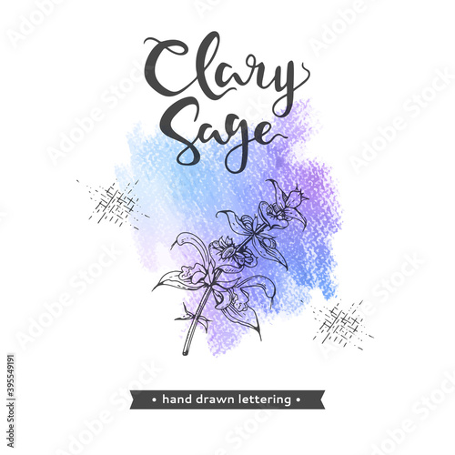 Clary sage twigs with leaves and flowers  and lettering clary sage. Detailed hand-drawn sketches, vector botanical illustration.