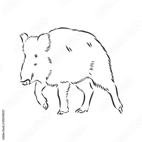 Sketch grunge wild boar in the profile.Stock vector illustration., wild boar vector sketch illustration