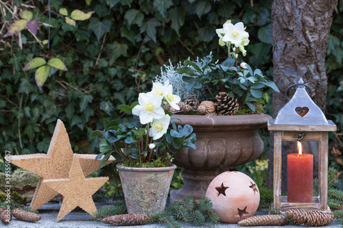 Weihnachts-Gartendekoration mit Christrosen, Laterne und Holzsternen photo