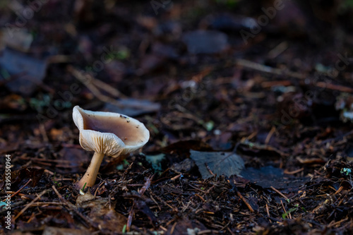 Lonely Buttery Collybia photo