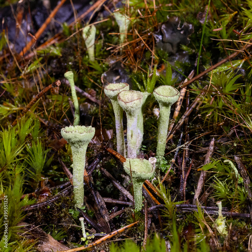 Podetia grey-green photo