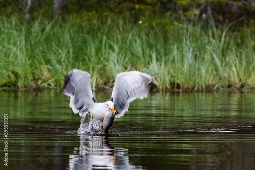 Lesser Black-backed Gull photo