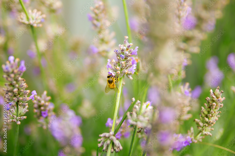 Bee pollination in a lavender field in summer. Garden, nature and herbal concept. Bee pollination in a lavender field in summer. Garden, nature and herbal concept.