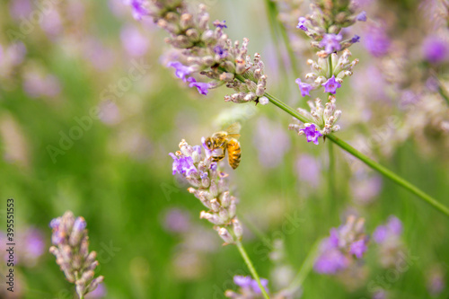 Bee pollination in a lavender field in summer. Garden  nature and herbal concept.