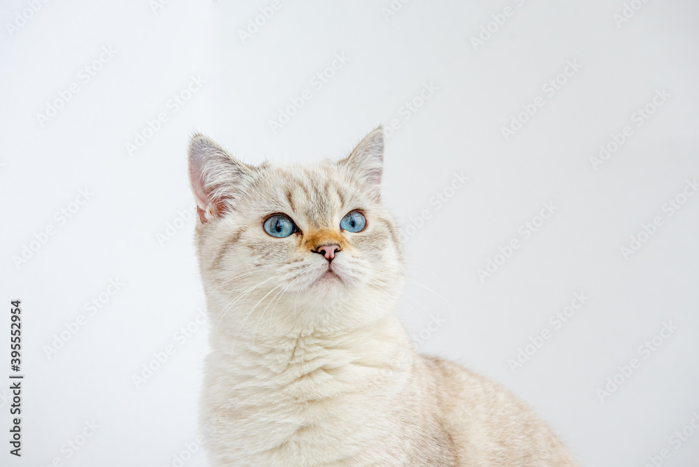 adorable british shorthair kitty looks up and sits on a white background in the studio. Place for text