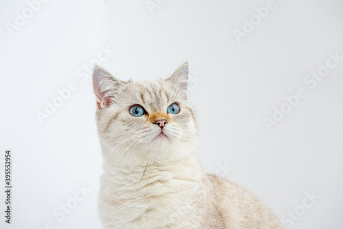 adorable british shorthair kitty looks up and sits on a white background in the studio. Place for text