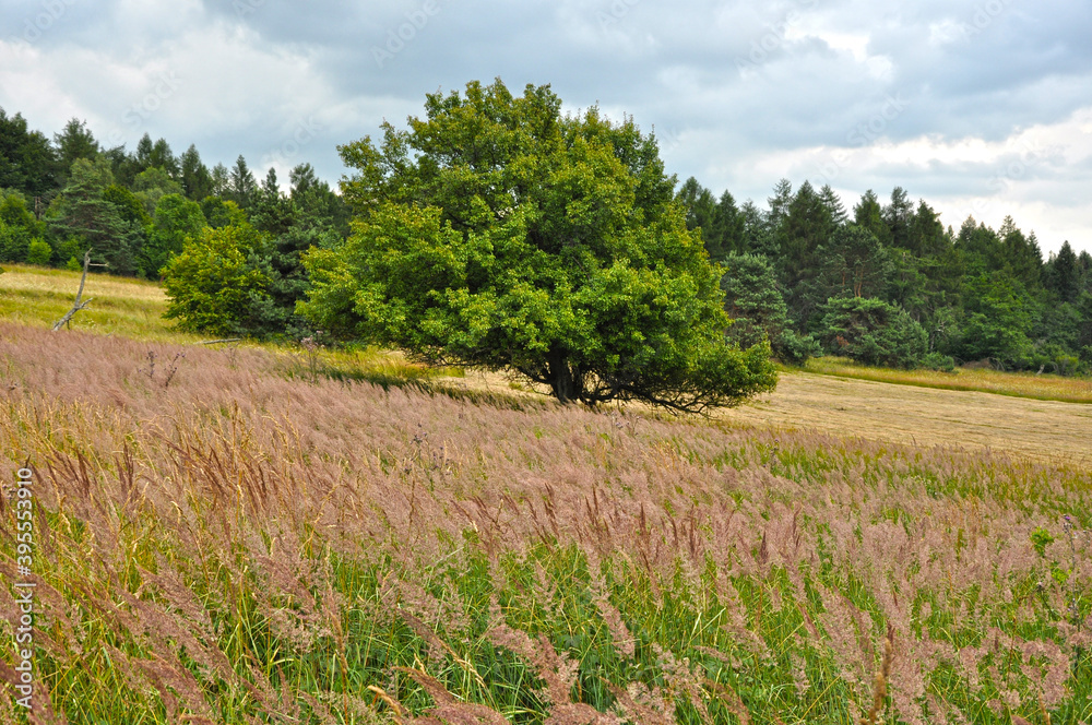 Letni pejzaż z drzewem w górach.  Summer landscape with a tree in the mountains (Beskid Niski). 