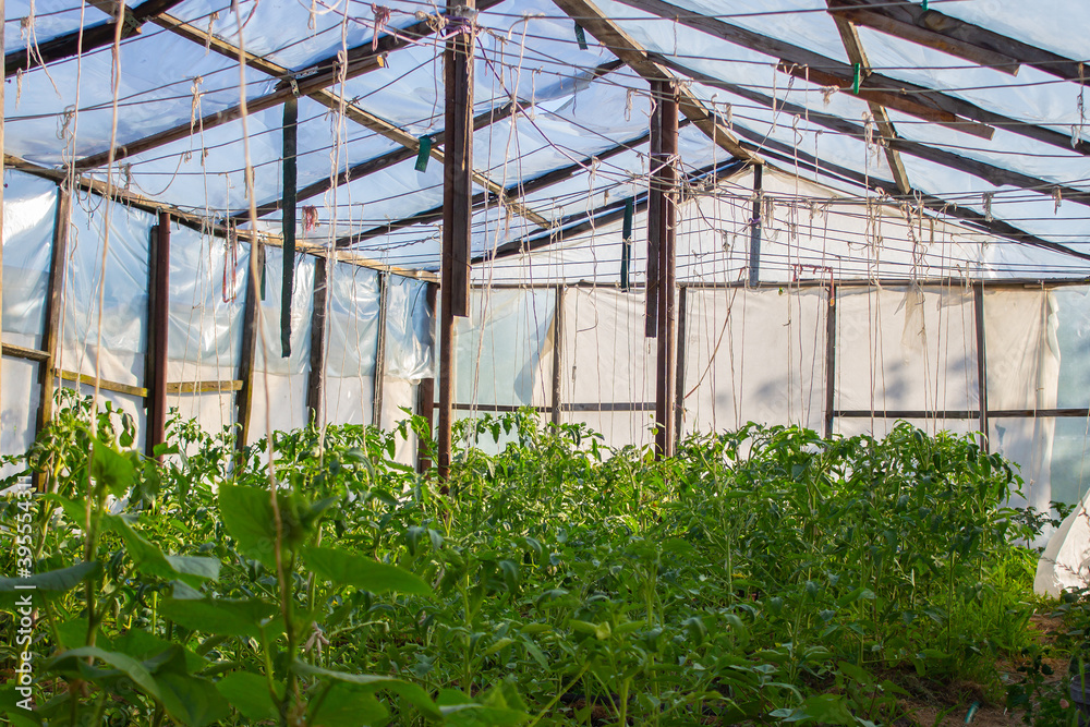 a field of young cultivar tomatoes growing in the greenhouse, green vegetables on organic farm