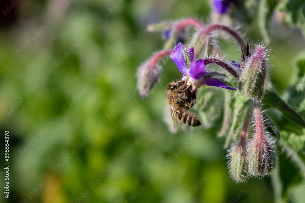 Borage (Borago officinalis), also known as a starflower. Honey bee apis mellifera collecting pollen on Borage flower. Edible plant growing in an organic garden. Copy space Borage (Borago officinalis), also known as a starflower. Honey bee apis mellifera collecting pollen on Borage flower. Edible plant growing in an organic garden. Copy space