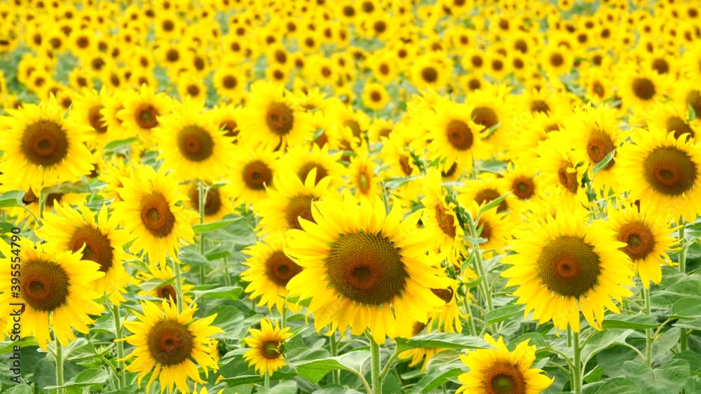 a beautiful sunflower in the day a beautiful sunflower in the day