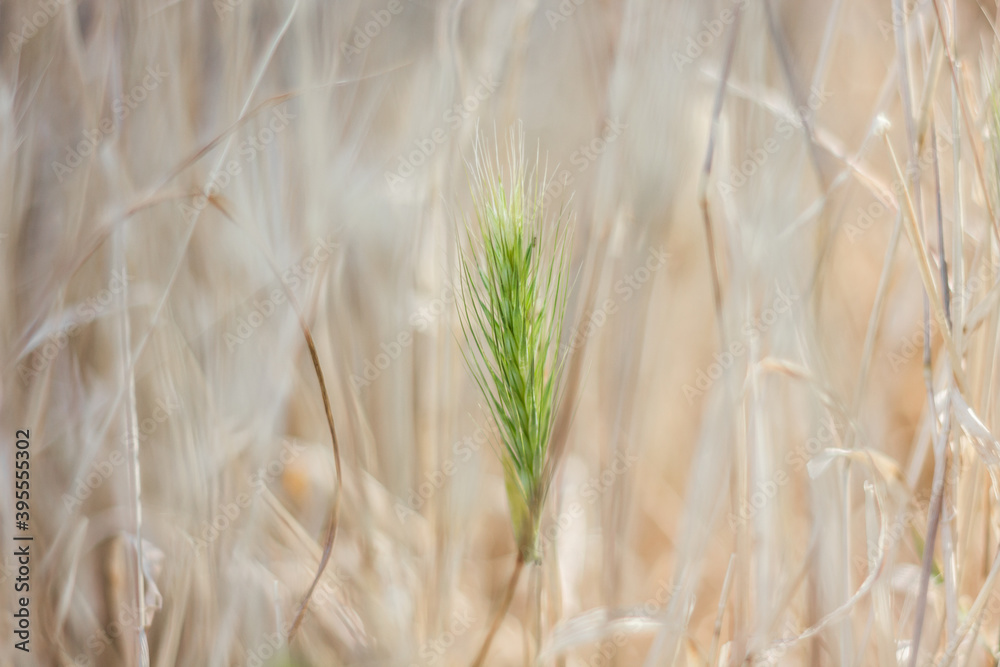 Fototapeta premium amazing plants around us