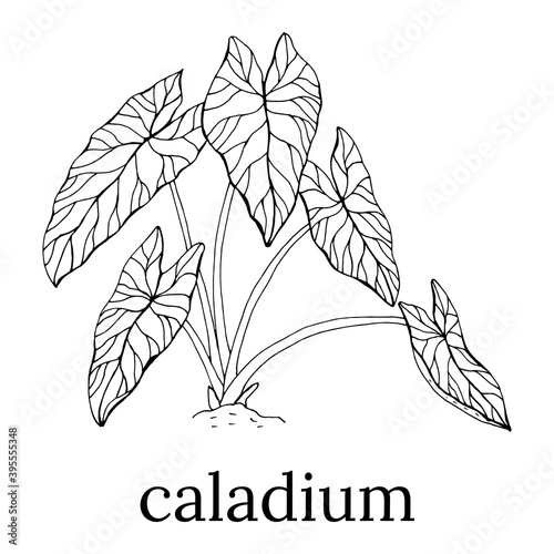 The leaves of the caladium plant.  Hand drawn elegance vector illustration for natural design. Hand drawn big set of calladium leaves.