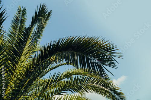 Fototapeta Naklejka Na Ścianę i Meble -  Tropical palm leaves with sunbeams, floral drawing background, real photo