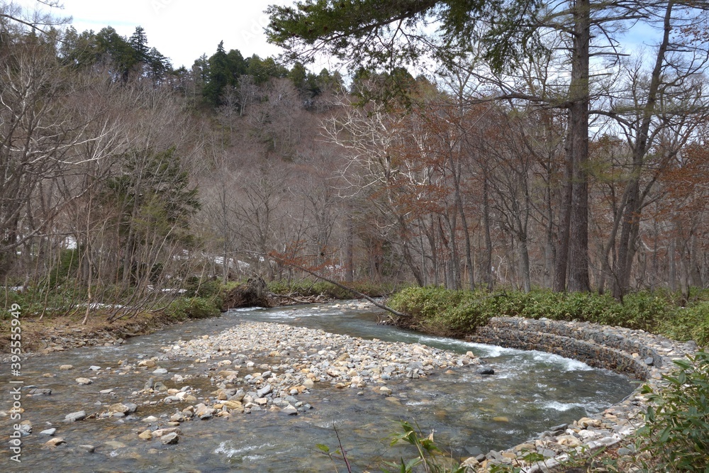 Fototapeta premium Beautiful river through the forest woods.