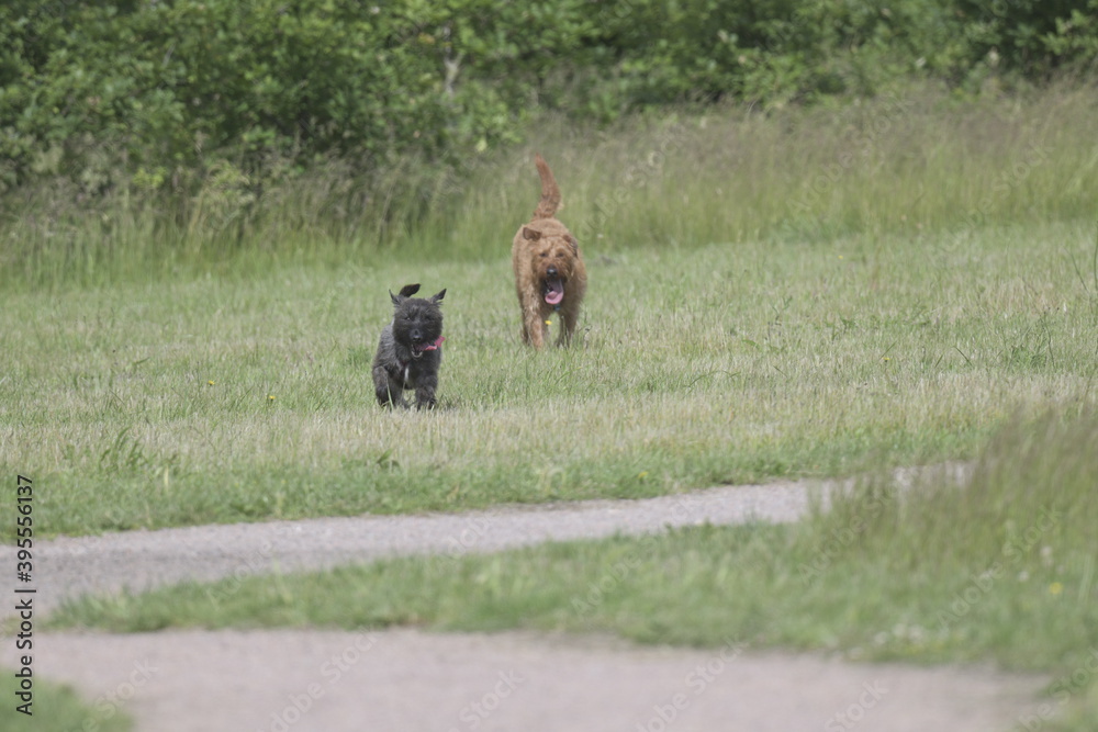 Dogs chasing each other Dogs chasing each other