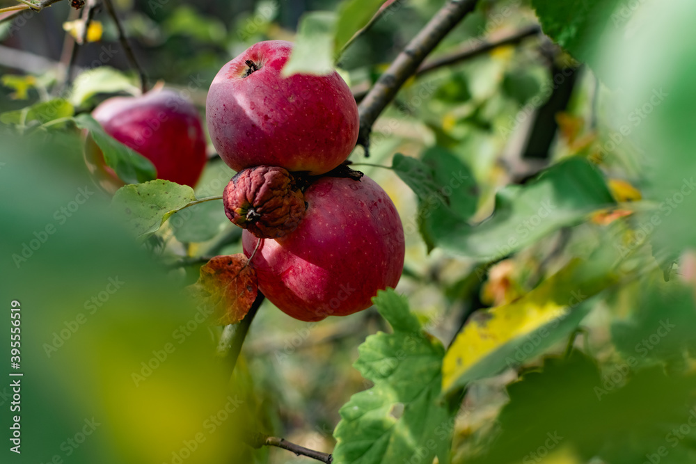 Red late apples on the branches and fallen in the grass. Juicy colorful fruit fruits in autumn among greenery and leaves Red late apples on the branches and fallen in the grass. Juicy colorful fruit fruits in autumn among greenery and leaves