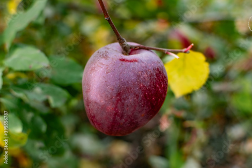 Red late apples on the branches and fallen in the grass. Juicy colorful fruit fruits in autumn among greenery and leaves