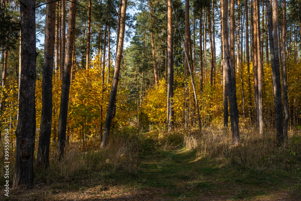 Bright yellow leaves among the tall trunks of pines. Bright yellow leaves among the tall trunks of pines.