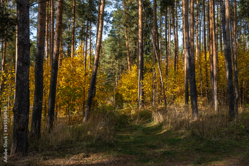 Bright yellow leaves among the tall trunks of pines.