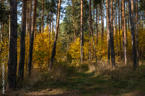 Fototapeta Naklejka Na Ścianę i Meble -  Bright yellow leaves among the tall trunks of pines.