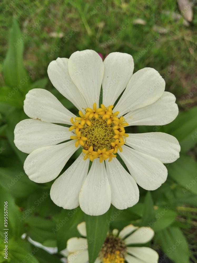 Obraz premium white daisy flower
