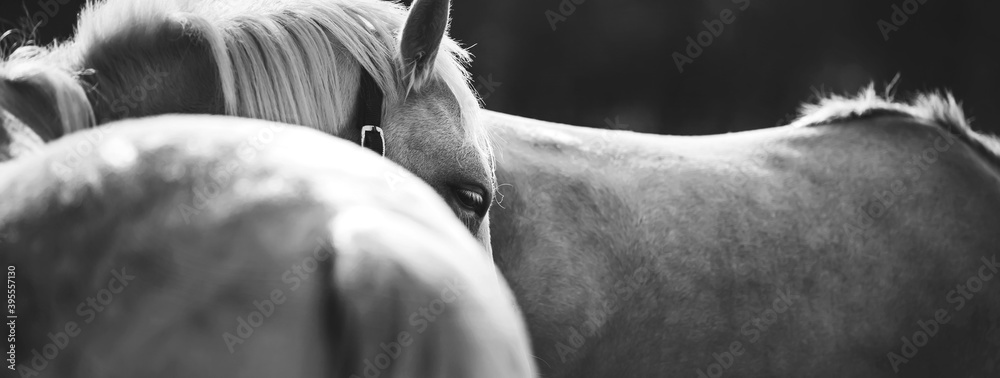 Black and white portrait of a calm beautiful pony with white eyelashes and a halter on its face, standing half-turned next to another pony. Herd. Black and white portrait of a calm beautiful pony with white eyelashes and a halter on its face, standing half-turned next to another pony. Herd.