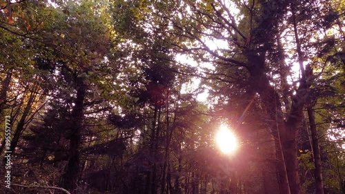 Sunlight throught trees in forest during sunset