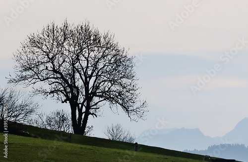 Kahler Baum im Novembernebel photo