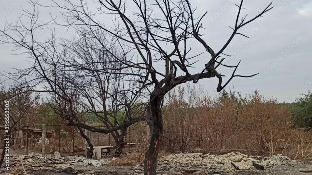 dead tree in the desert. Burnt trees in the garden after a fire dead tree in the desert. Burnt trees in the garden after a fire