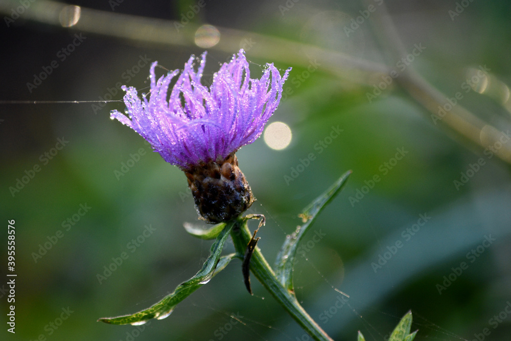 Fleur des près au petit matin d'automne, (Centaurée Jacée). France. Fleur des près au petit matin d'automne, (Centaurée Jacée). France.