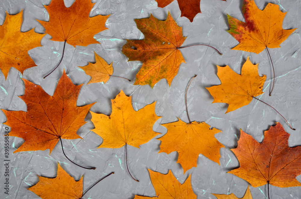 Fototapeta premium Yellow-golden larch leaves on a gray cement wall with green veins, autumn background
