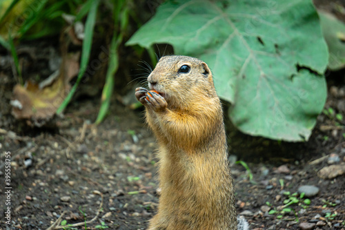 Gopher eating