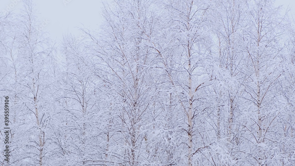 Birch forest with covered snow branches in sunlight Birch forest with covered snow branches in sunlight