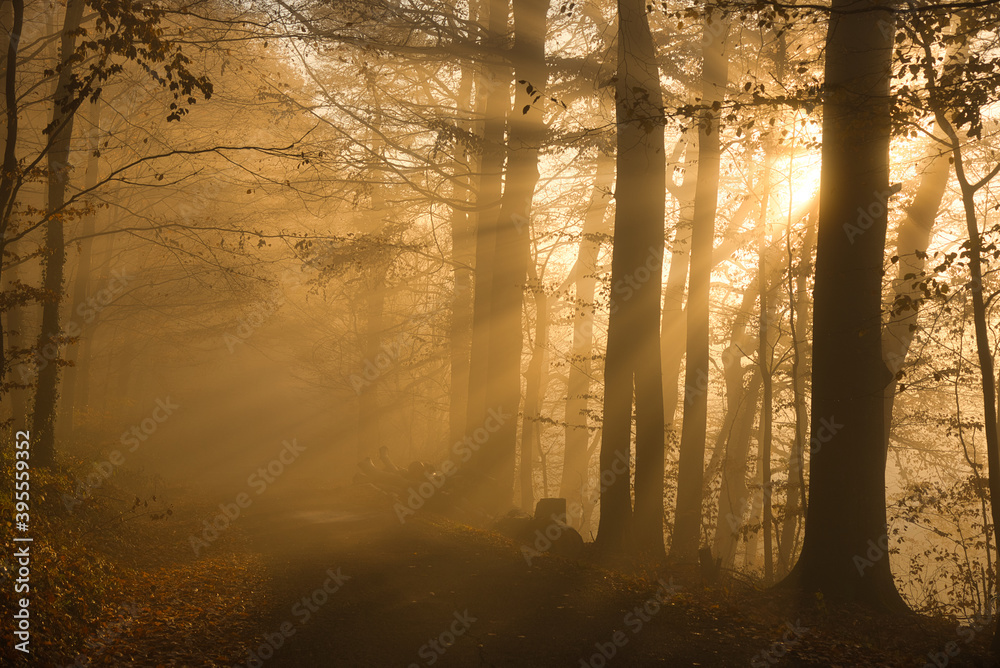 Nebelwald im November in der Ortenau