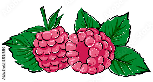 Raspberries with leaves, hand drawn color vector