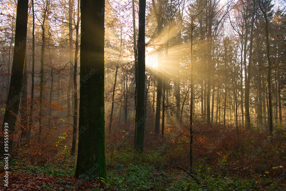 Fototapeta premium Nebelwald im November in der Ortenau