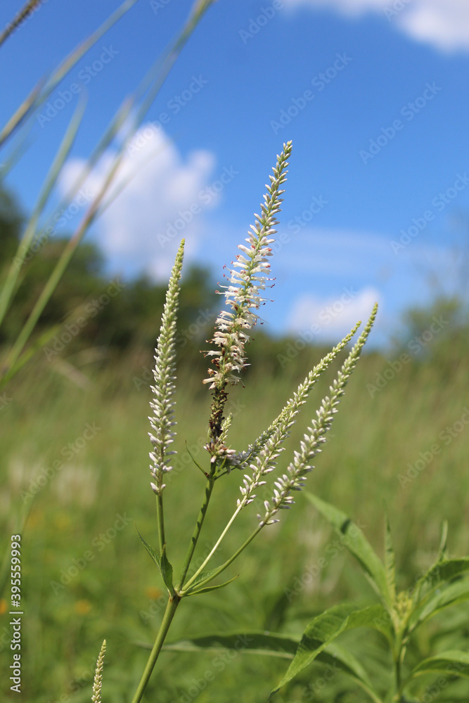 Culver's root wildflower with blue sky in the background at Somme Prairie Nature Preserve in Northbrook, Illinois